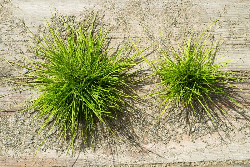 Crabgrass Prevention in Aiken, SC