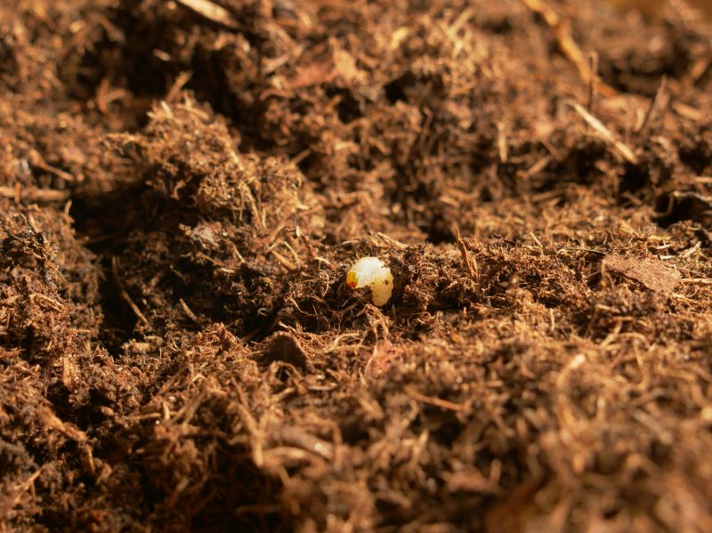 Grub Control in Honolulu, HI