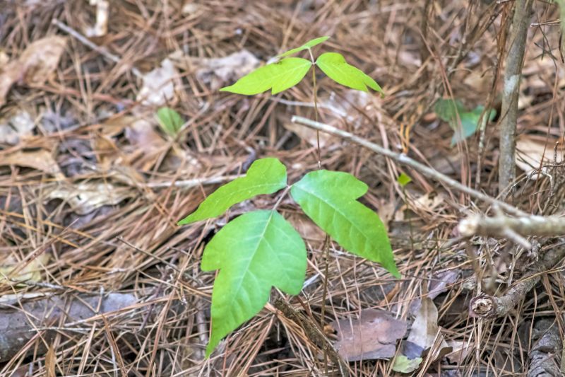 Poison Ivy Removal in Allentown, PA