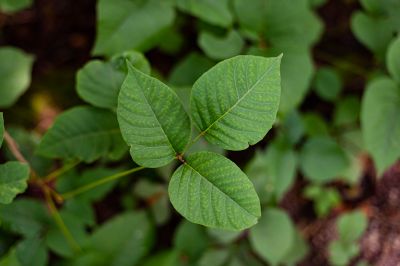 Poison Ivy Removal in Bel Air, MD