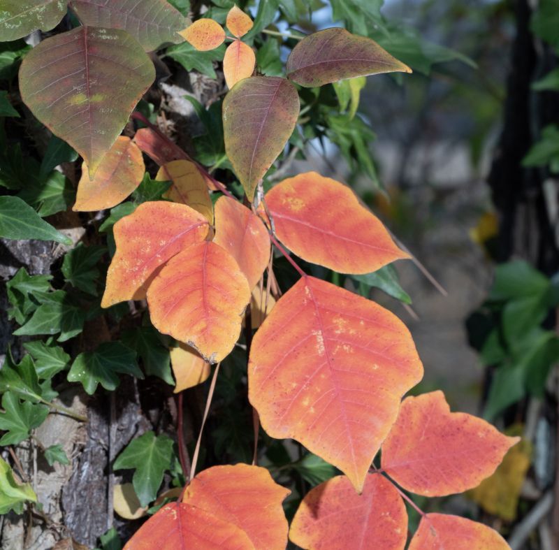 Poison Oak Removal in West Chester, PA
