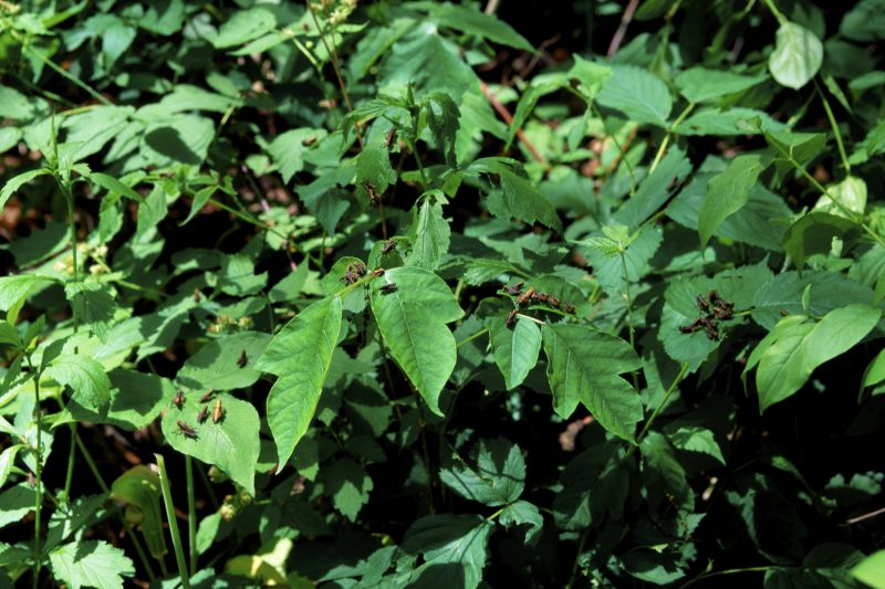 Poison Oak Removal in Newark, DE