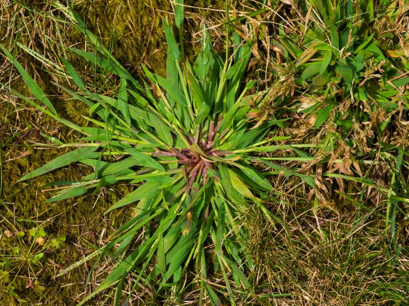 Crabgrass Removal in Honolulu, HI
