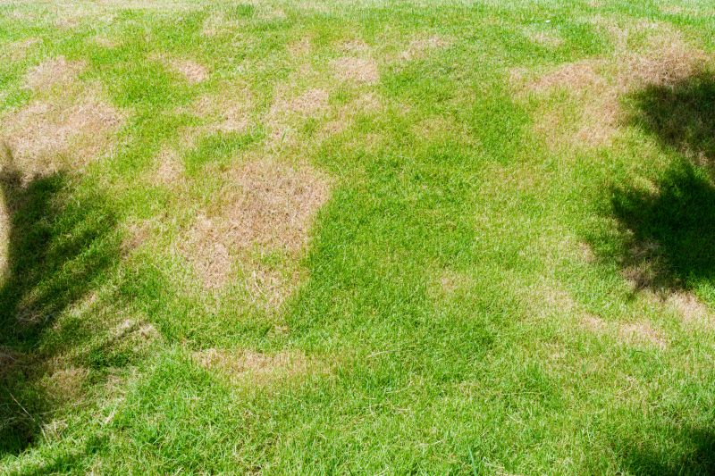Grass Treatment in Ventura County, CA