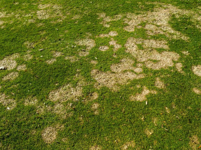 Grass Treatment in Honolulu, HI