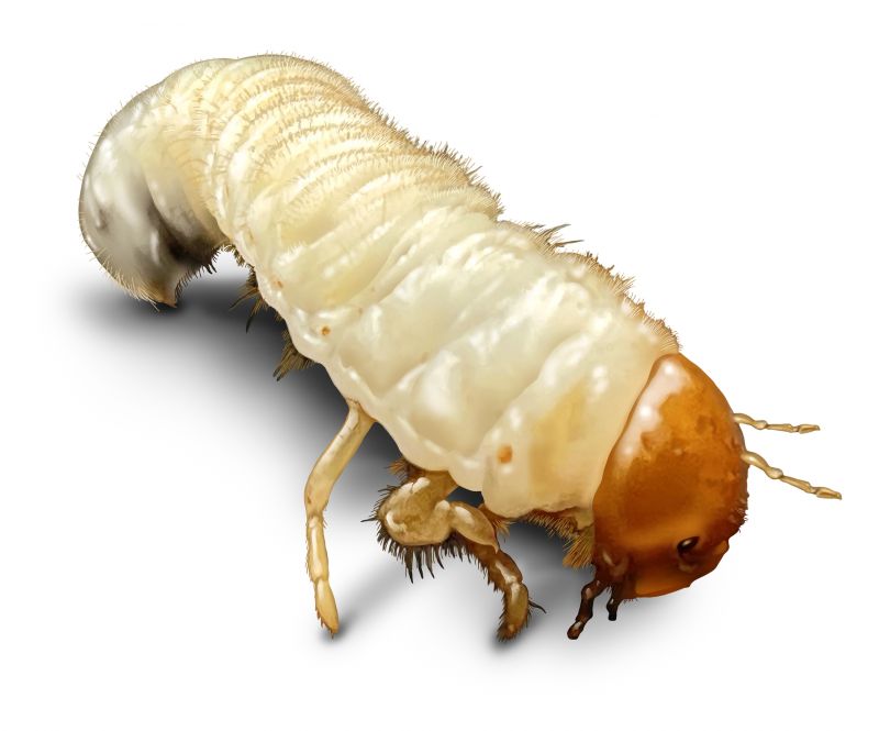 Grub Control in Ventura County, CA