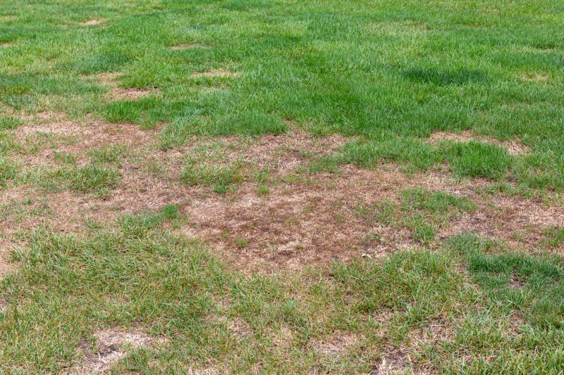 Grub Control in Honolulu, HI