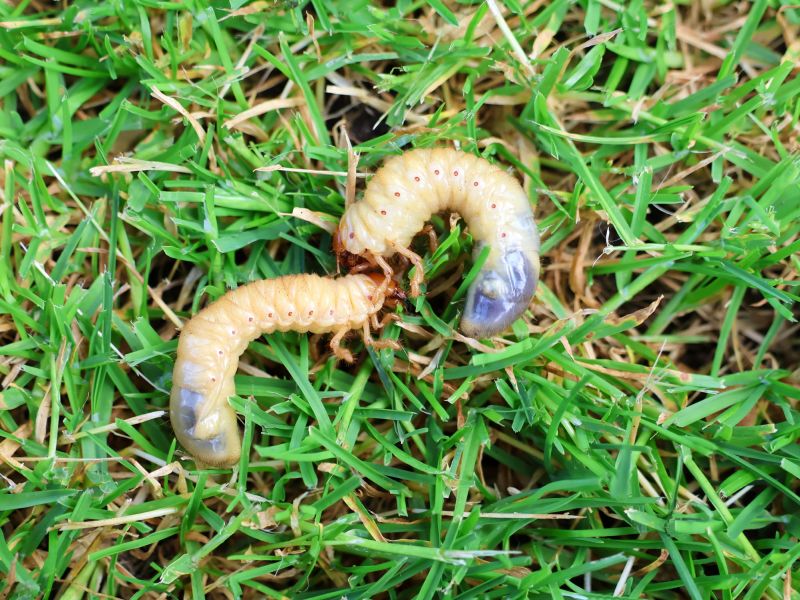 Grub Prevention in Honolulu, HI