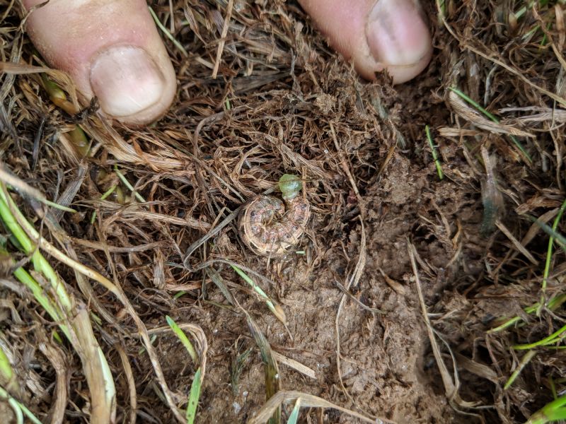 Grub Prevention in Ventura County, CA
