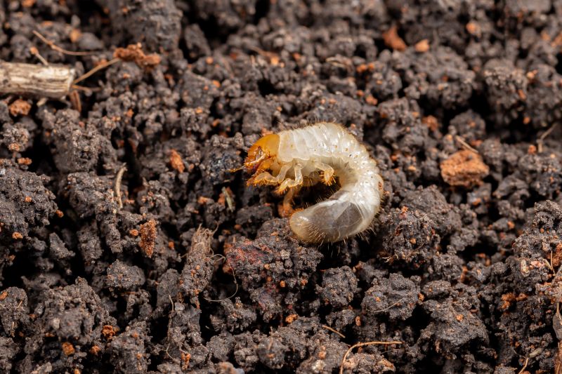 Grub Prevention in Ventura County, CA
