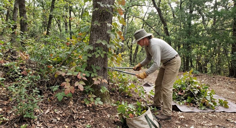 Hemlock Removal in Allentown, PA