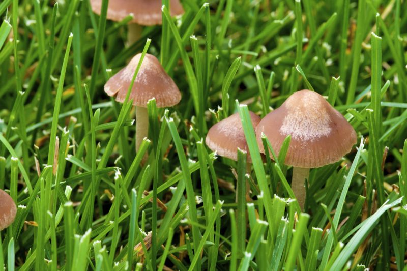 Mushroom Removal Service in Honolulu, HI