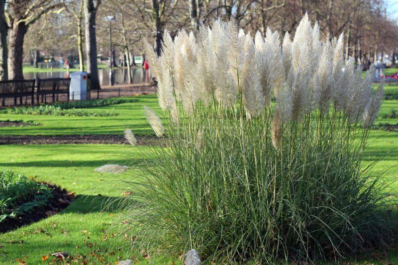 Pampas Grass Control in Aiken, SC