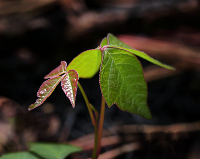 Poison Ivy Removal in Bel Air, MD