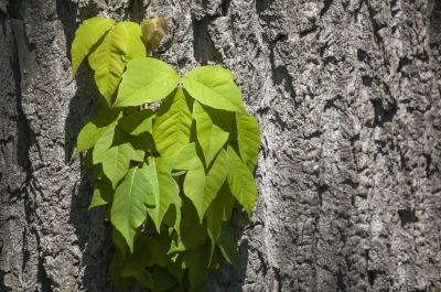 Poison Oak Removal in Bel Air, MD