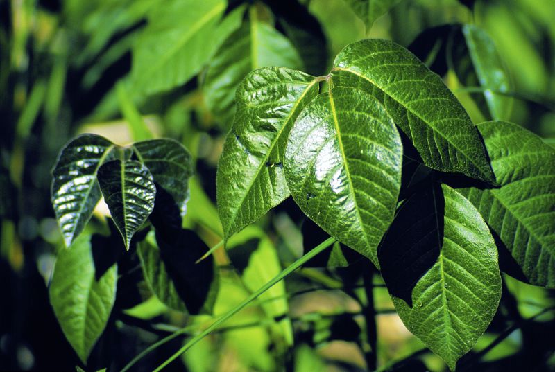 Poison Oak Removal in Delaware County, PA