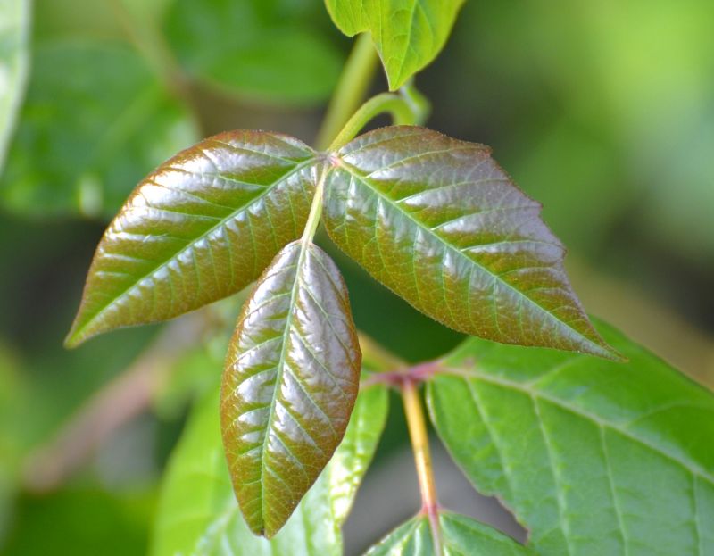 Poison Oak Removal in Doylestown, PA