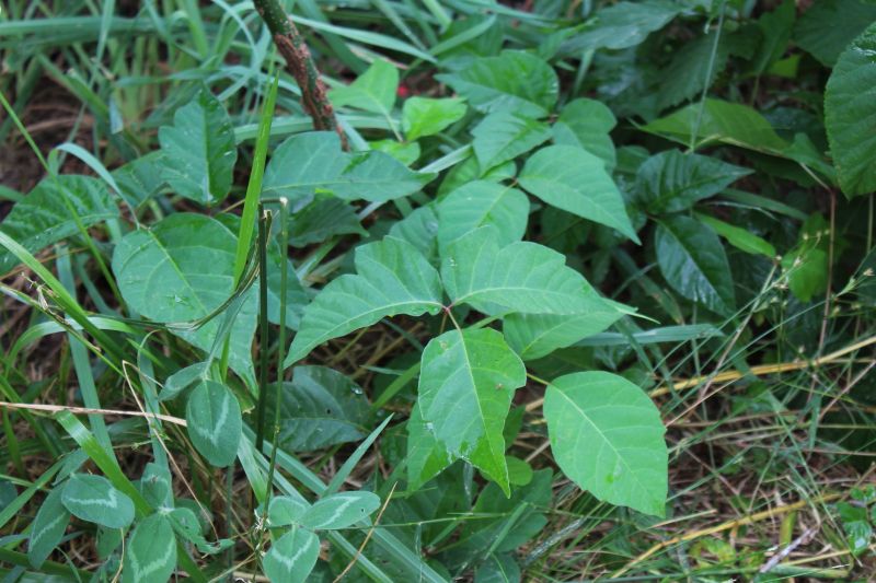 Poison Oak Removal in Ventura County, CA
