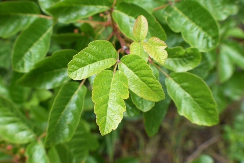 Poison Oak Removal in Harford County, MD
