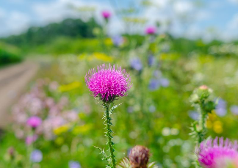 Thistle Control in Rockwall, TX