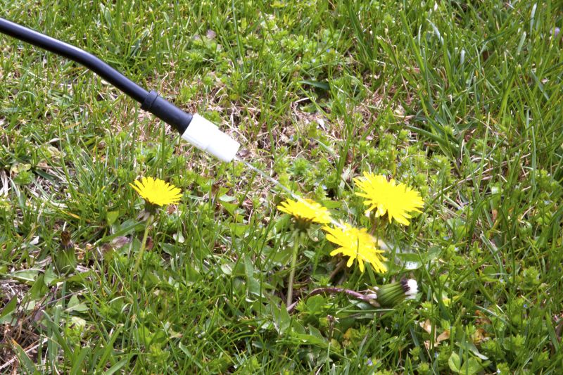 Thistle Treatment in Ventura County, CA
